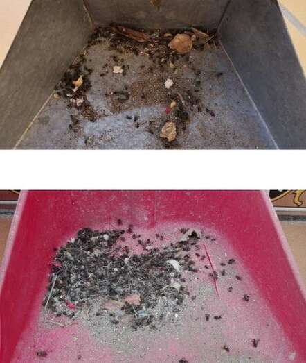 Moscas recogidas en palas/TA.